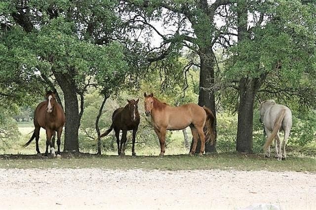 19.69 acres in Gillespie County - photo 65