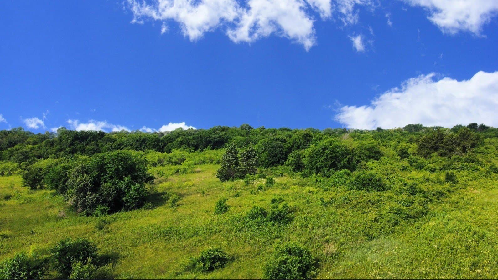 14.32 acres in Dallas County - photo 5