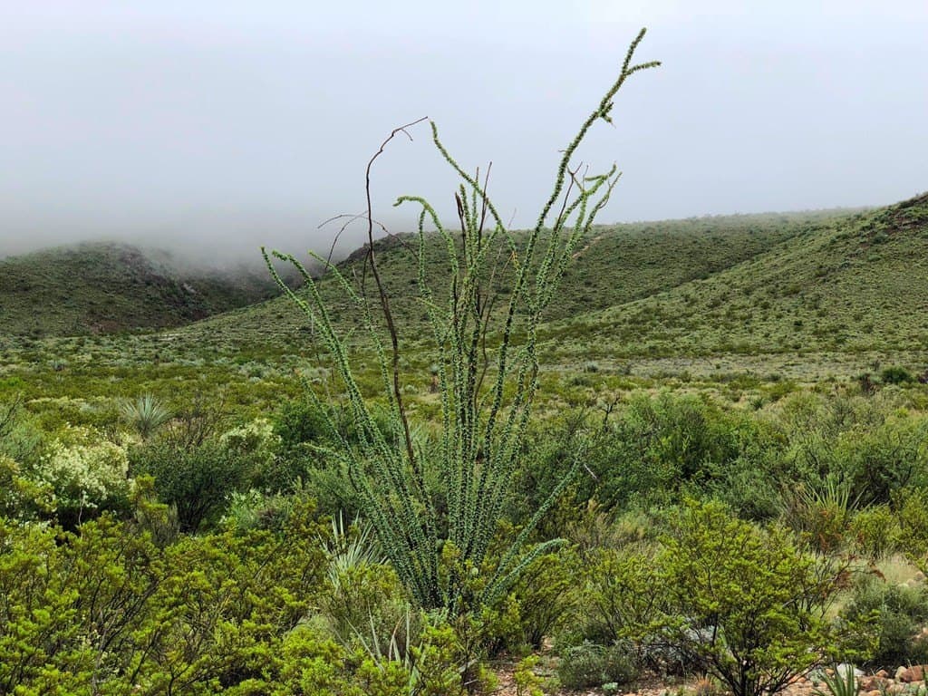 20 acres in Brewster County gallery image 3