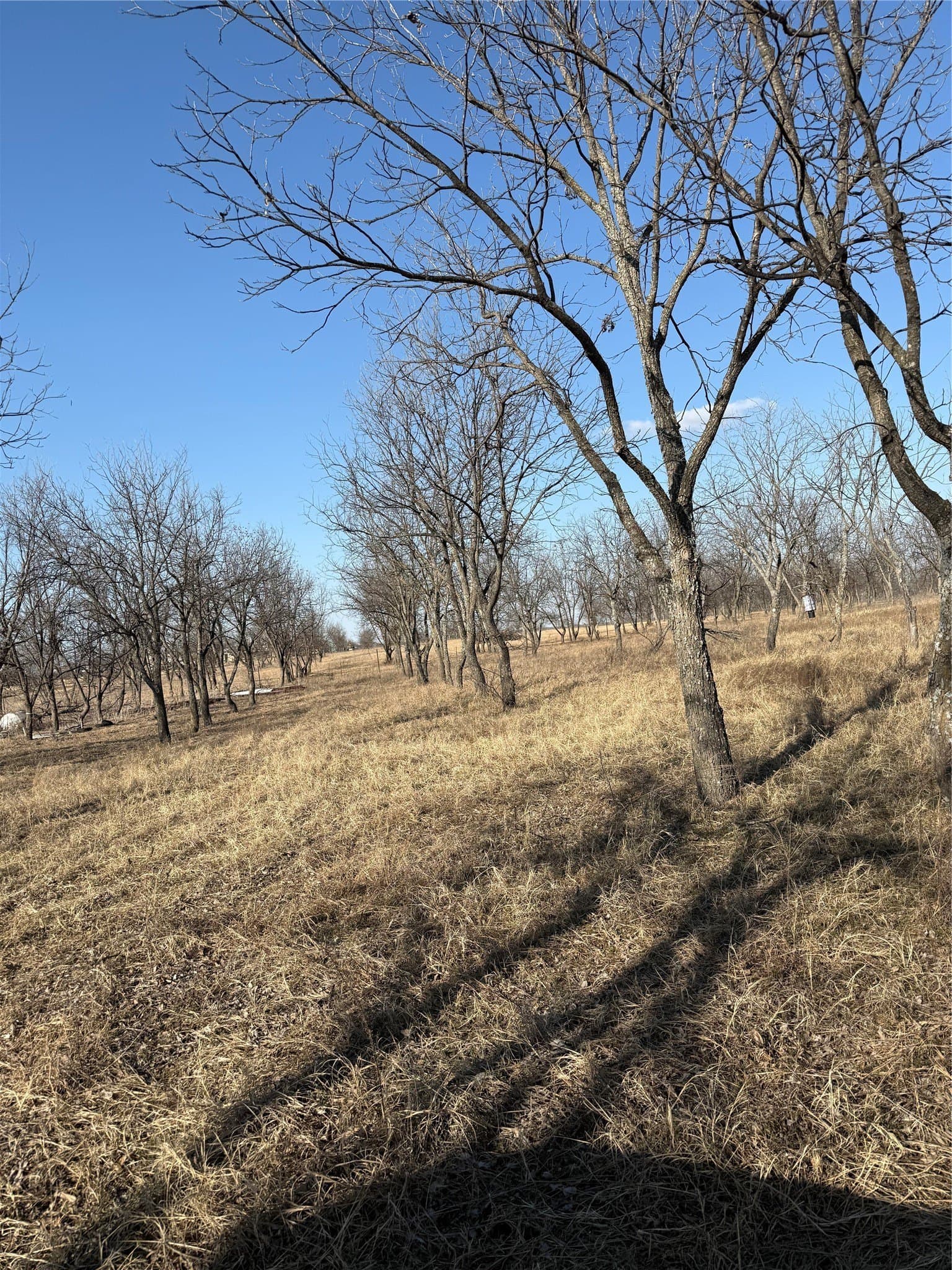 7 acres in Comanche County - photo 7