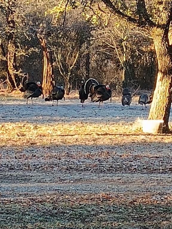 60 acres in Eastland County