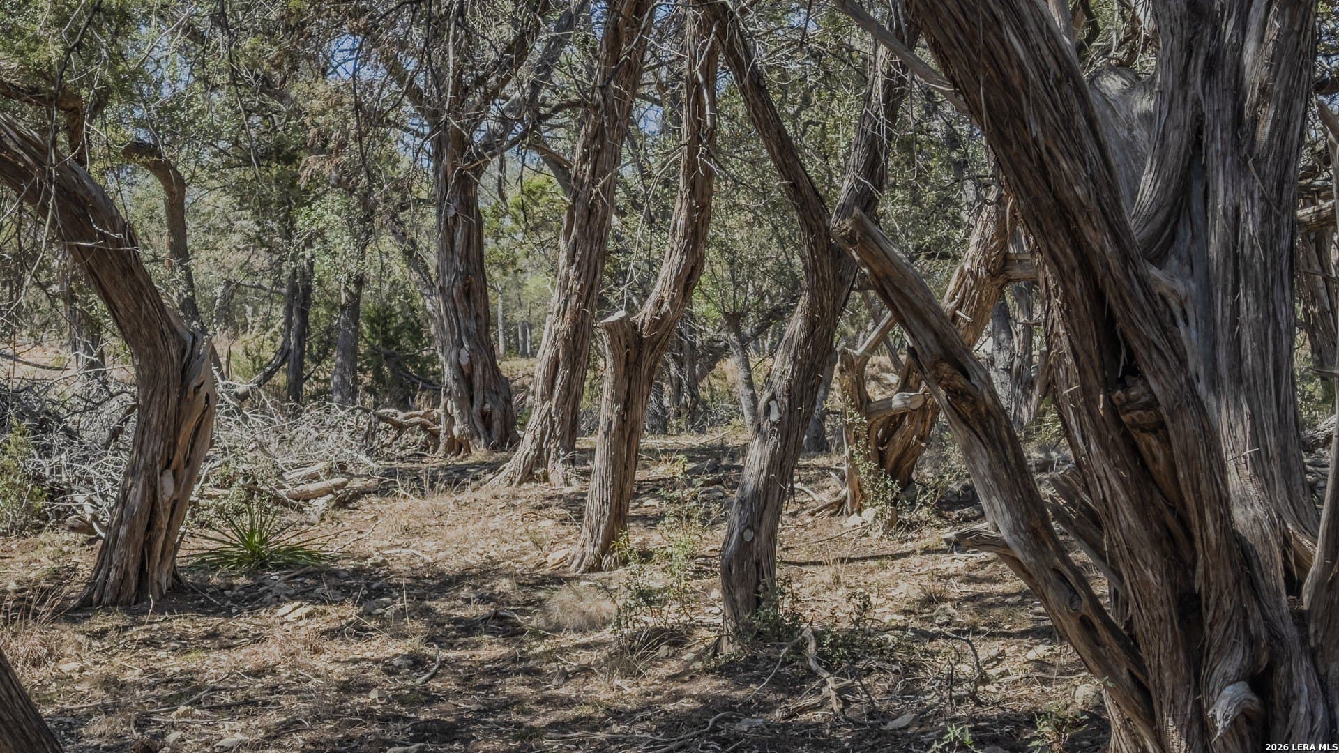 1.26 acres in Comal County - photo 25