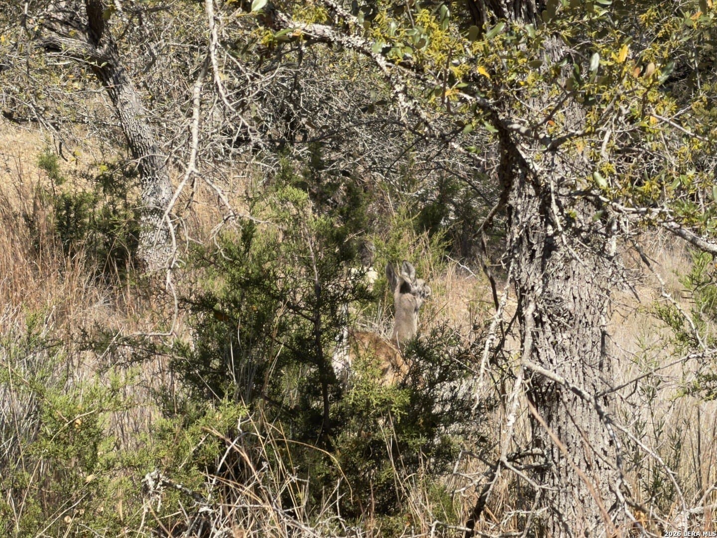 1.26 acres in Comal County - photo 11