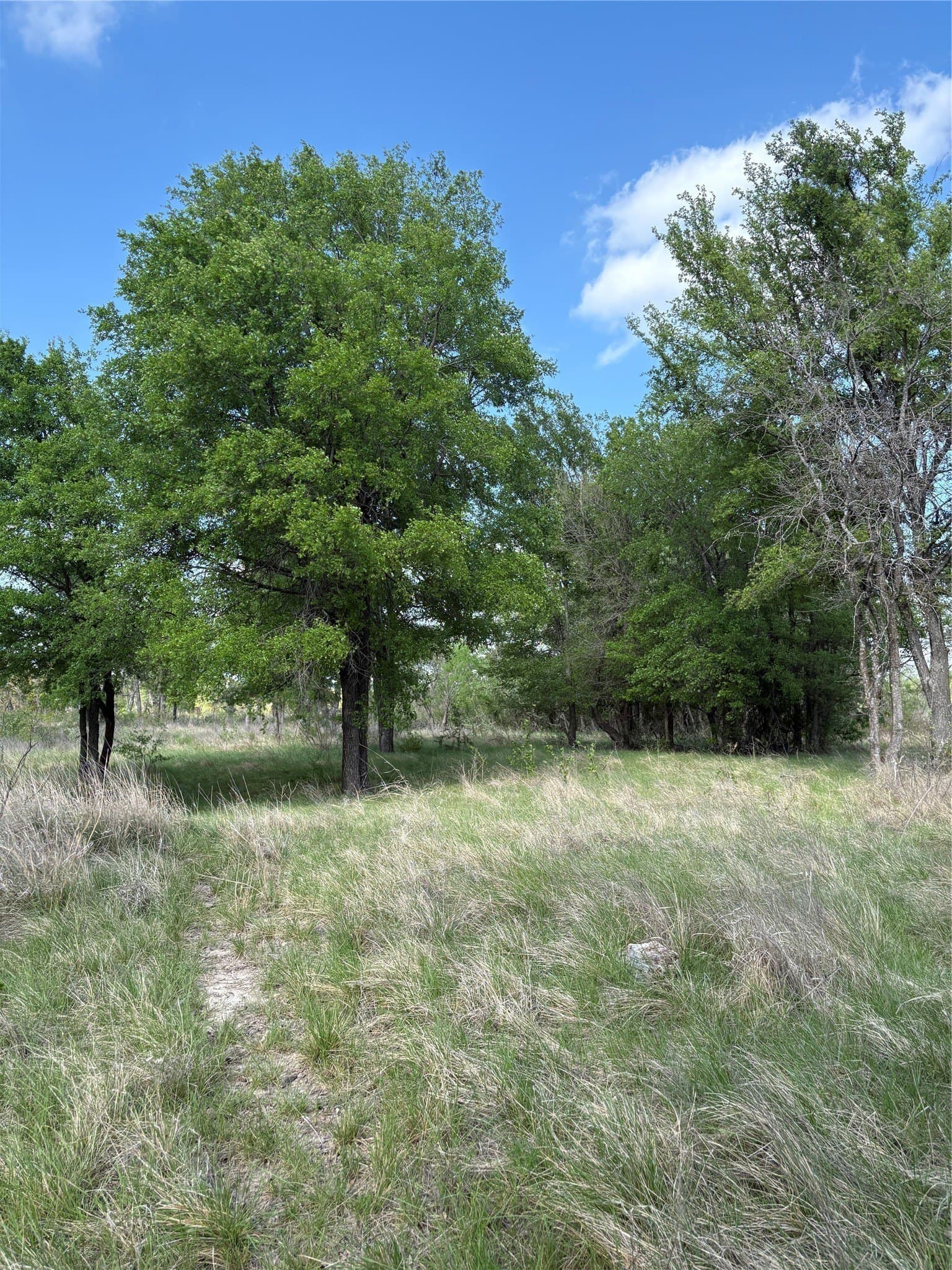 10.01 acres in Comanche County - photo 6