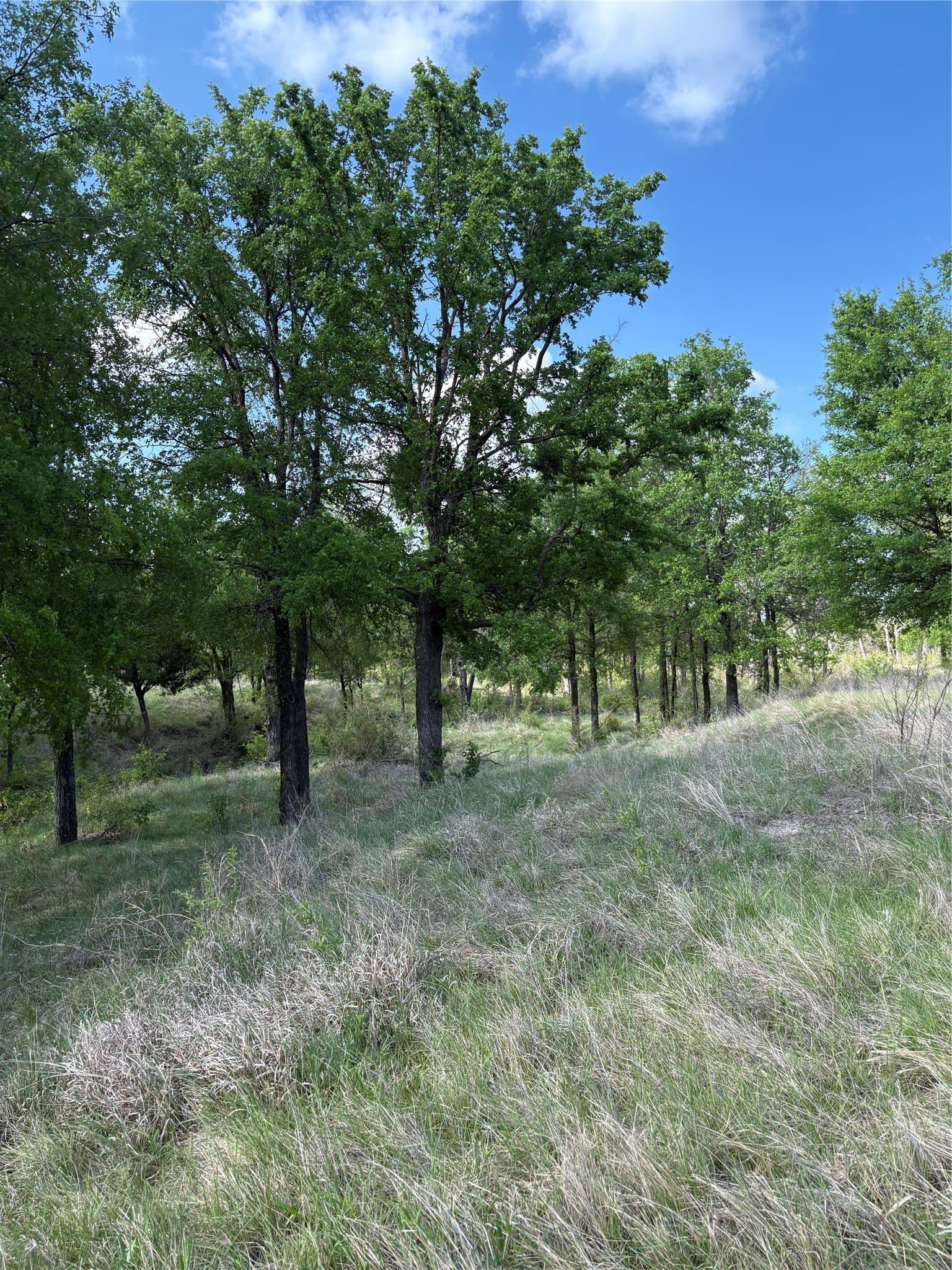 10.01 acres in Comanche County - photo 5