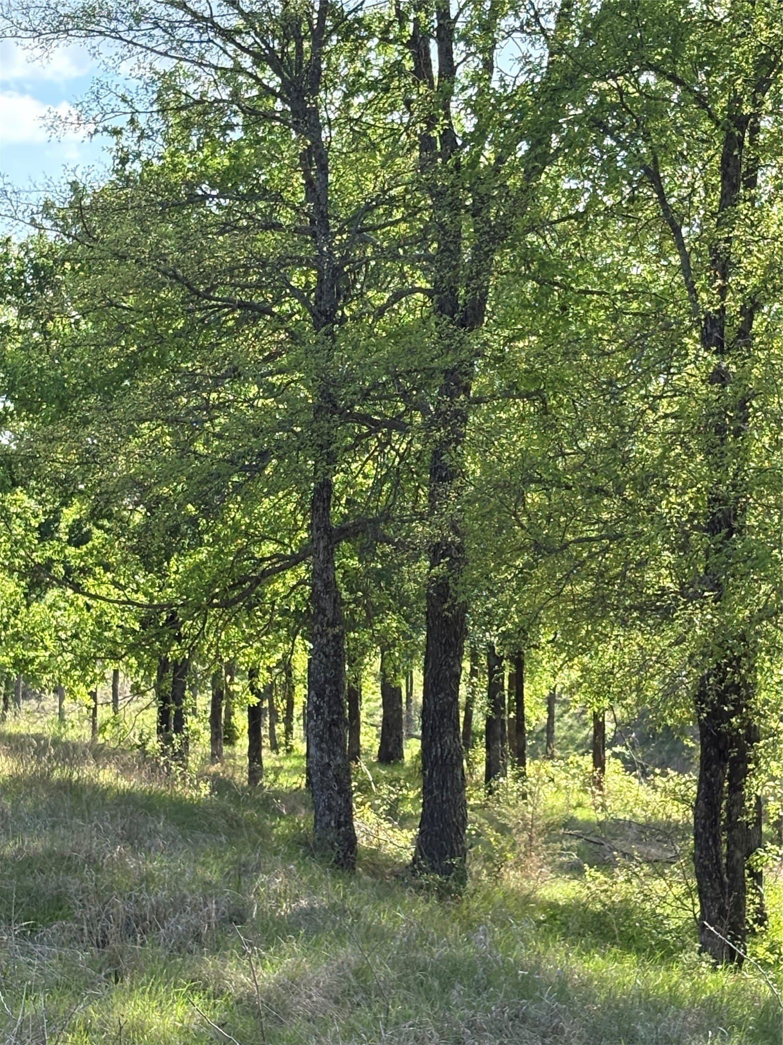 10.01 acres in Comanche County - photo 7