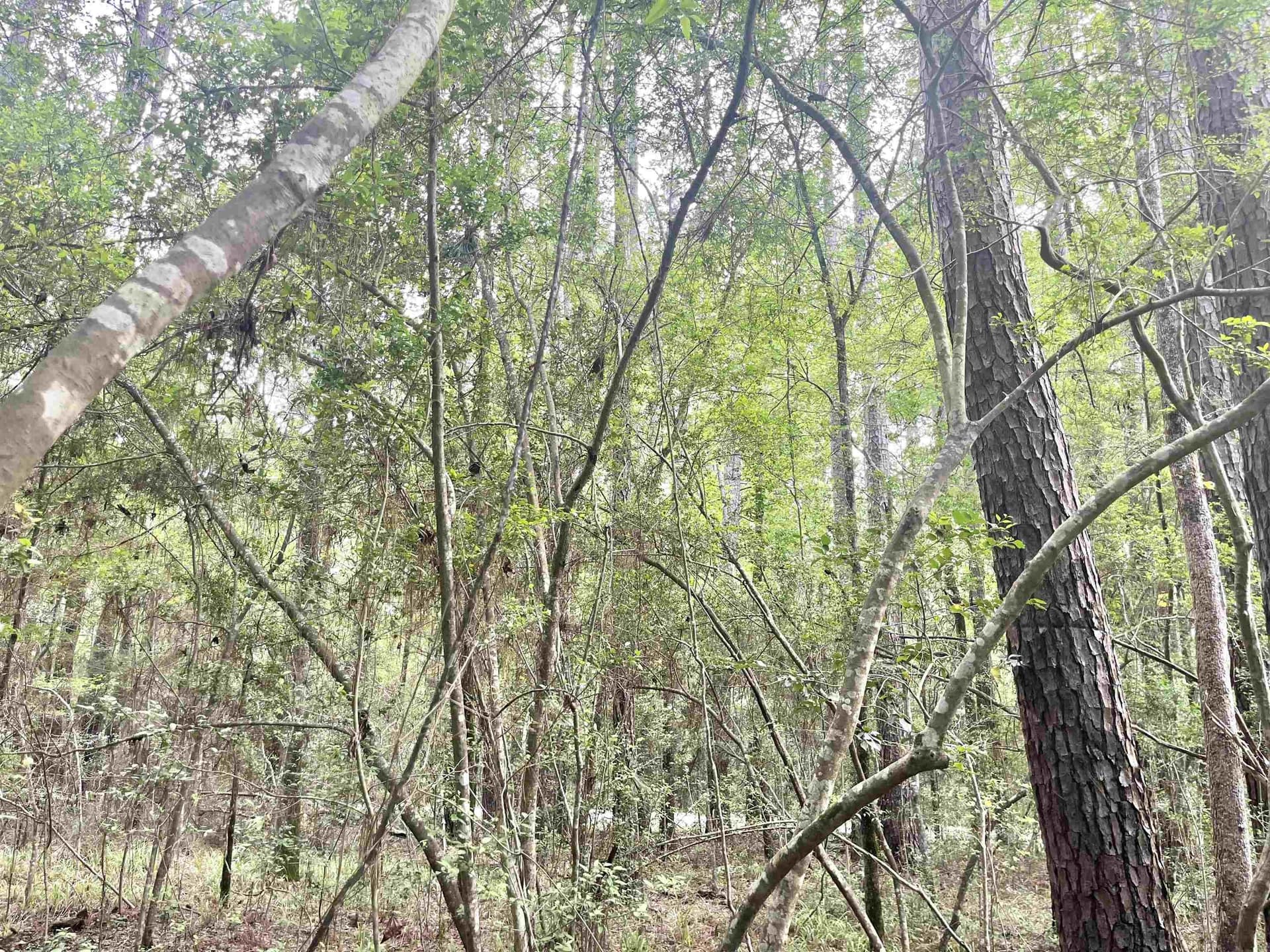 0.29 acres in Texas County gallery image 4