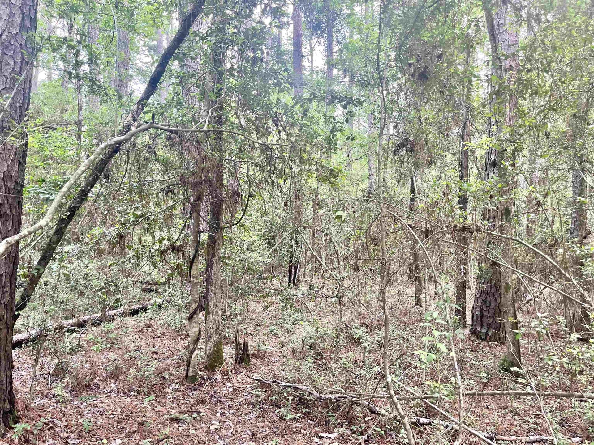 0.29 acres in Texas County gallery image 3