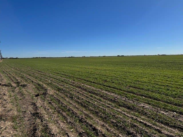 69.13 acres in Taylor County gallery image 4