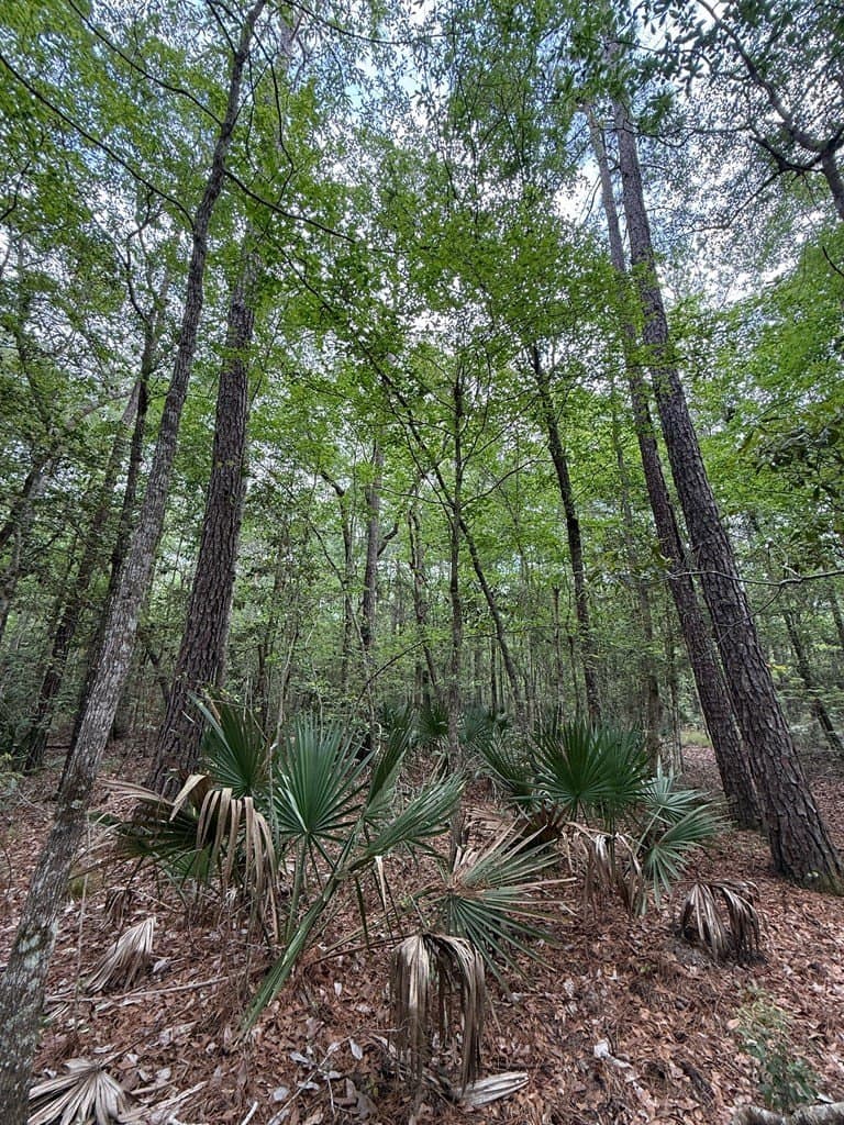 250 acres in Texas County - photo 9