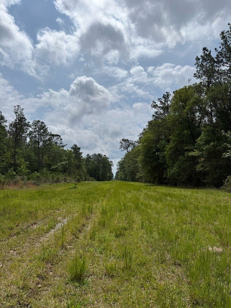 250 acres in Texas County gallery image 4
