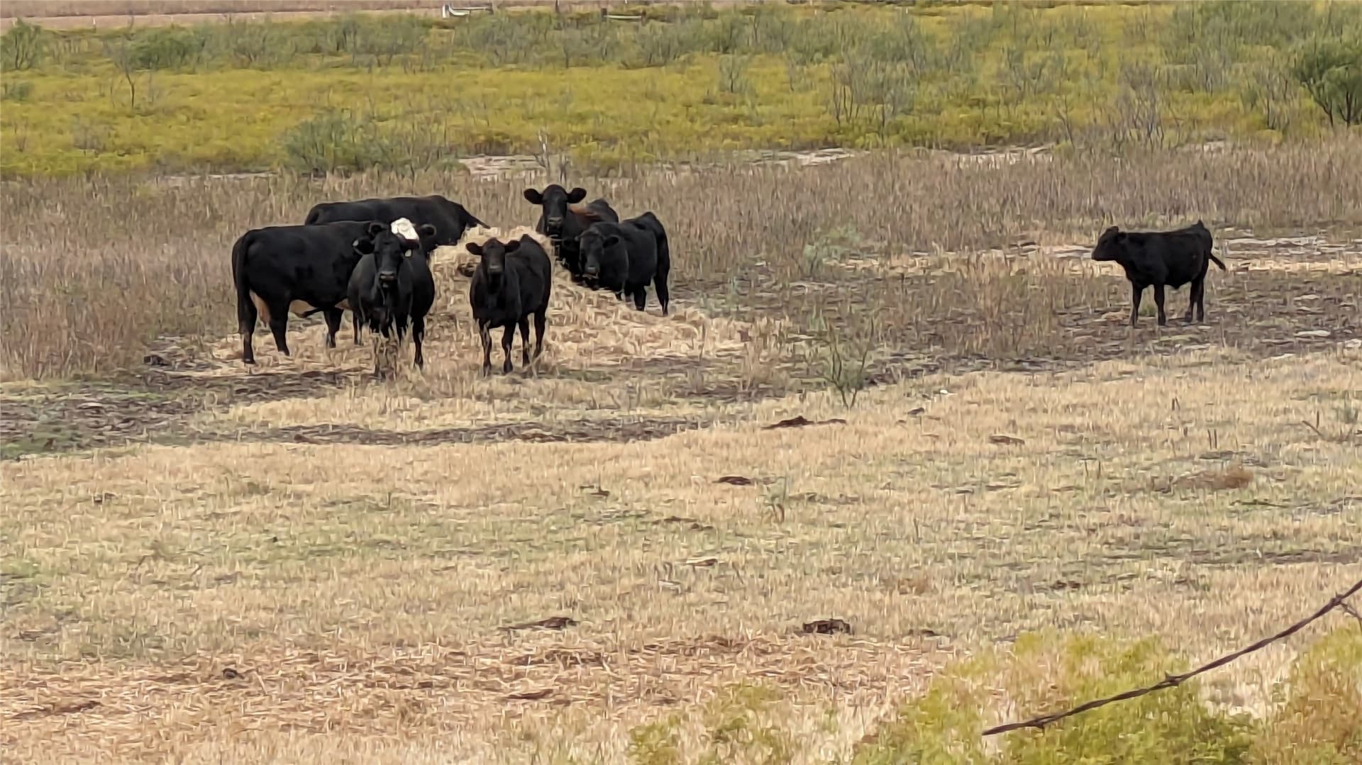 27 acres in Callahan County - photo 21