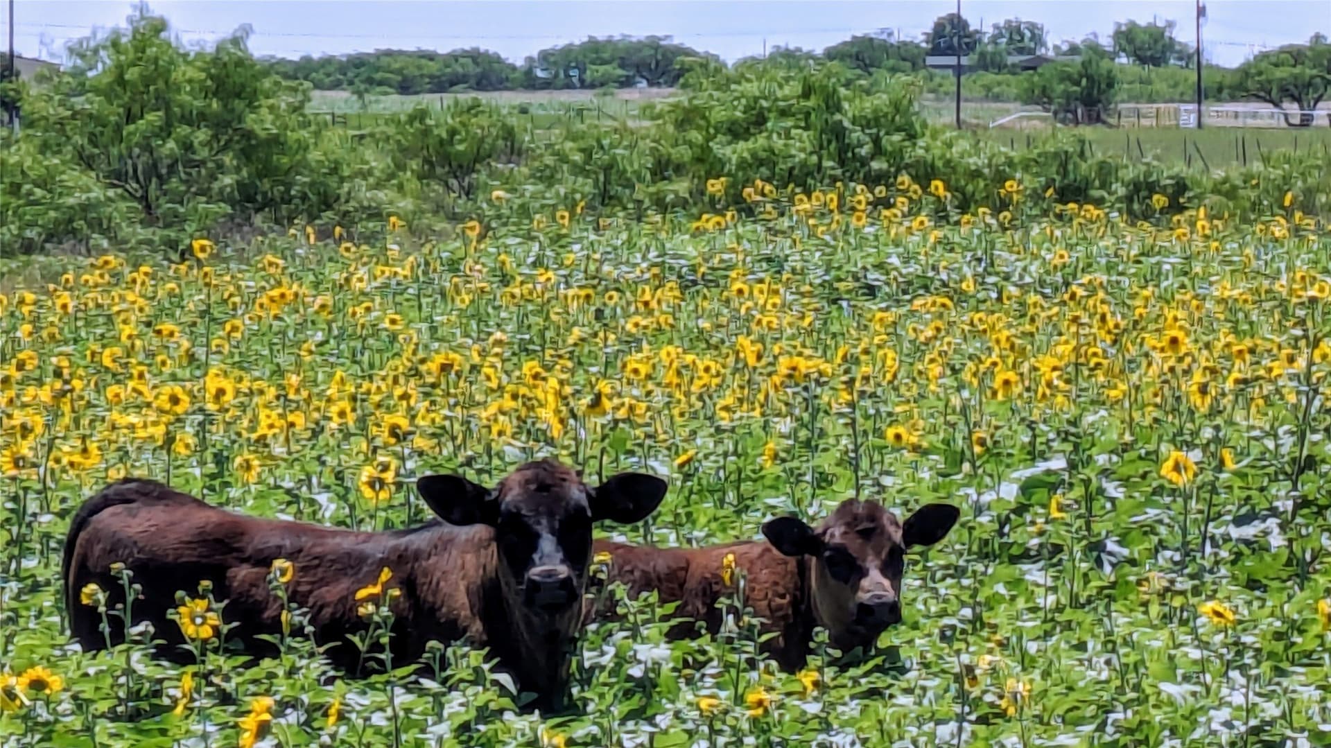 27 acres in Callahan County - photo 22