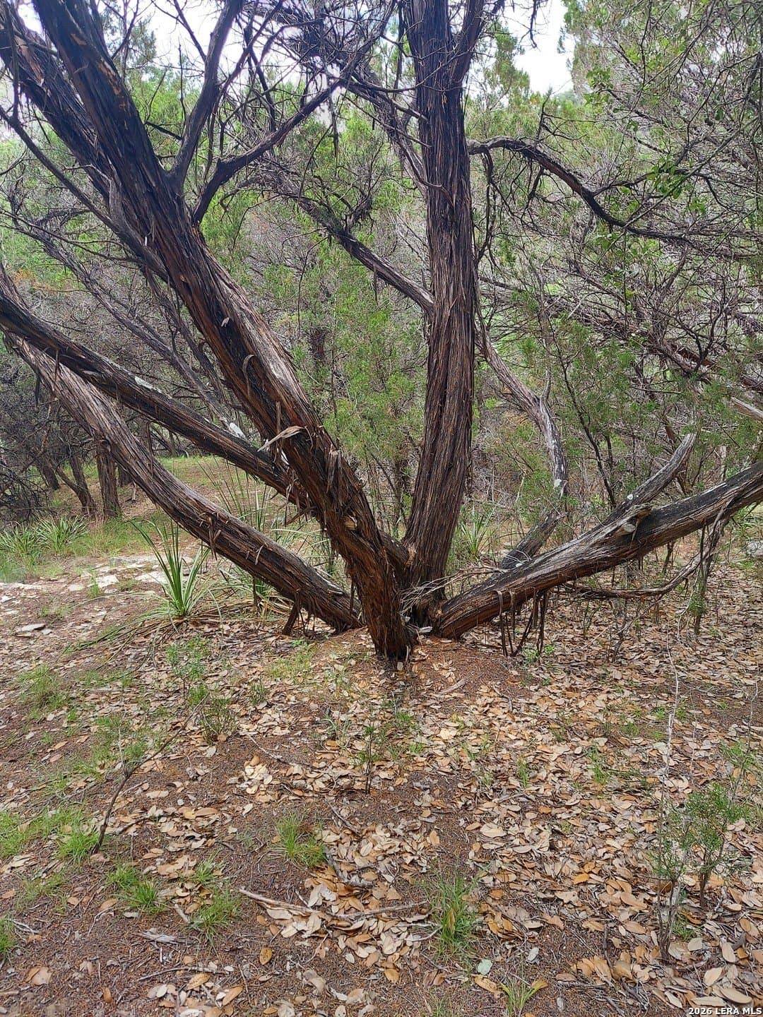 0.93 acres in Bandera County gallery image 4