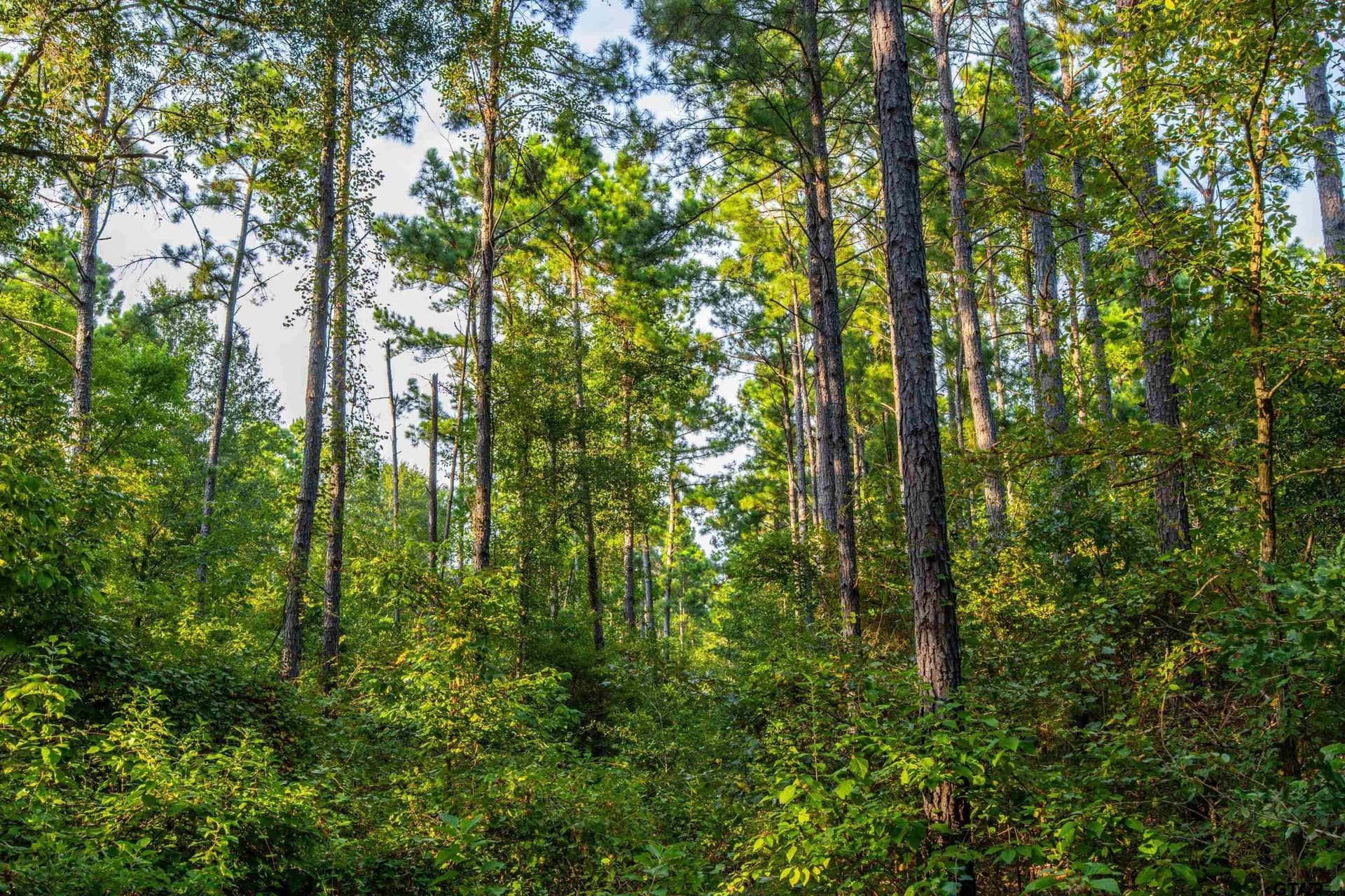 92 acres in Henderson County - photo 5