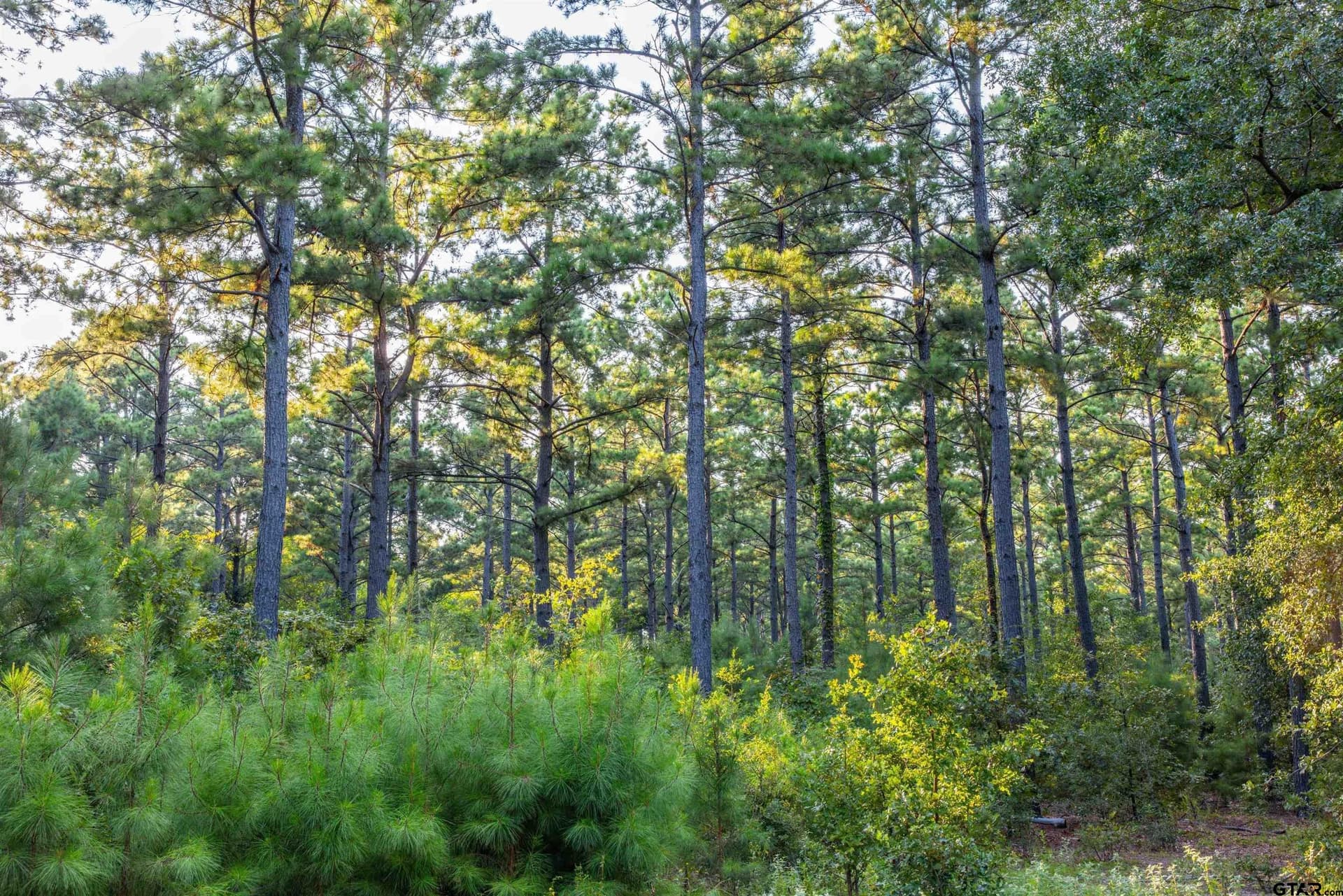 92 acres in Henderson County - photo 15