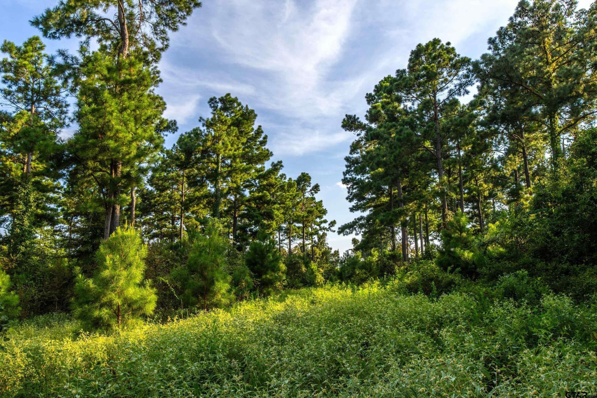 92 acres in Henderson County - photo 3