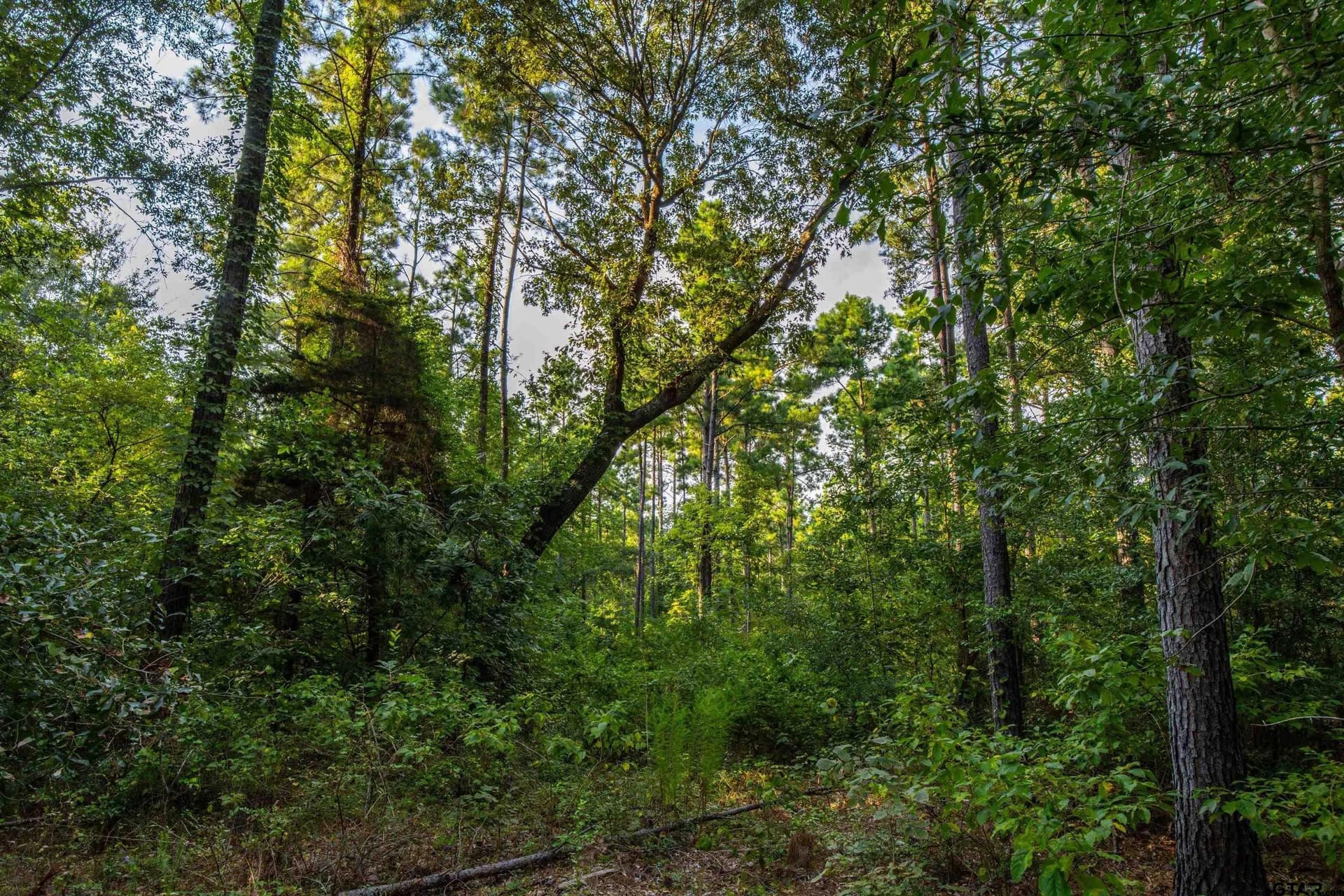 92 acres in Henderson County - photo 4