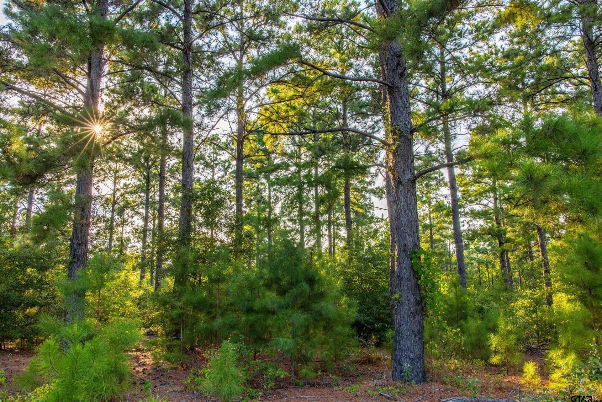 92 acres in Henderson County - photo 13