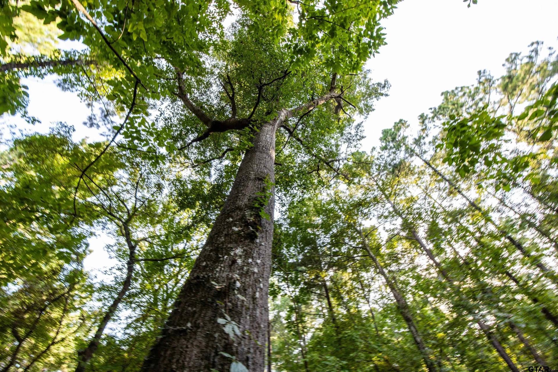92 acres in Henderson County - photo 7