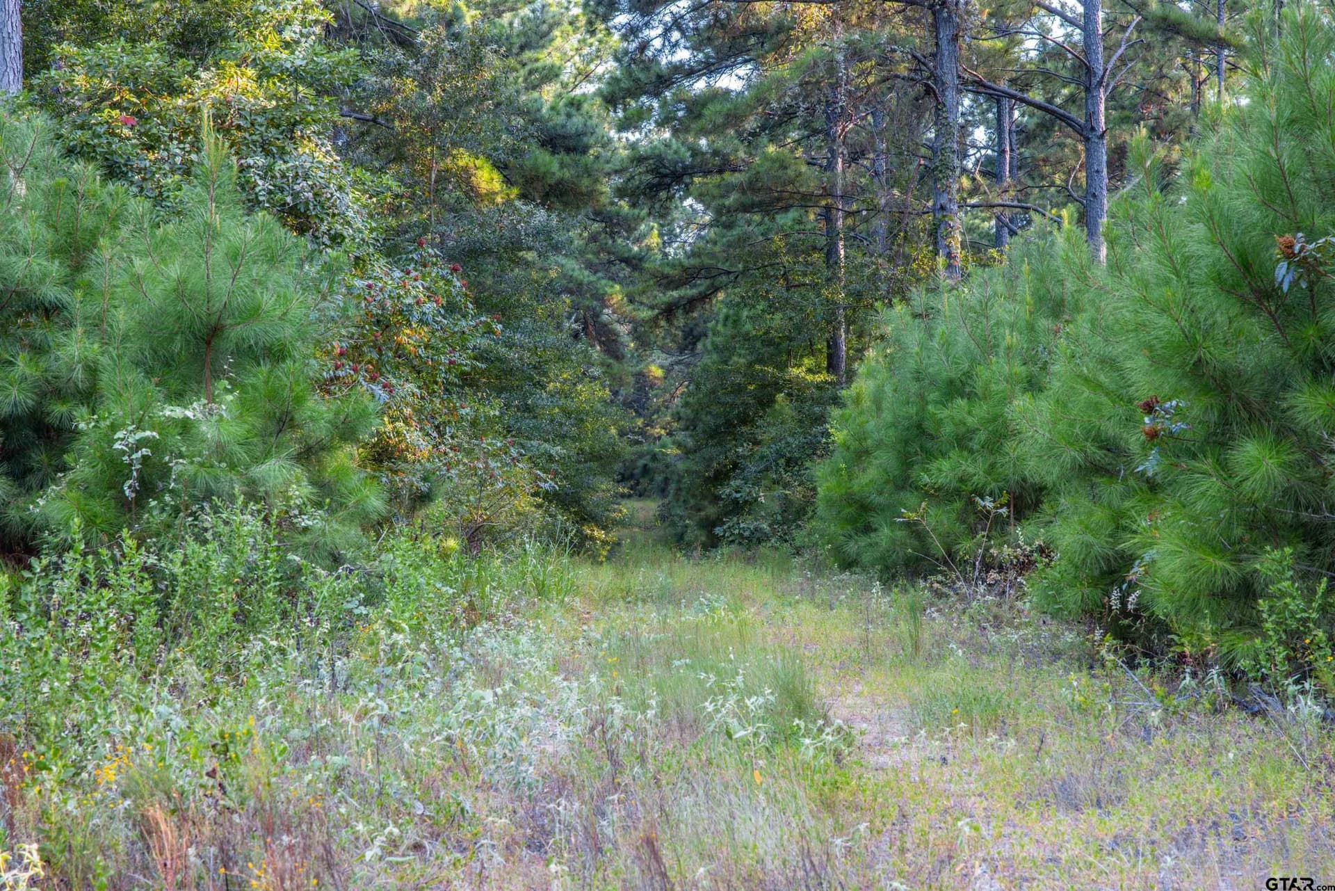 92 acres in Henderson County - photo 14