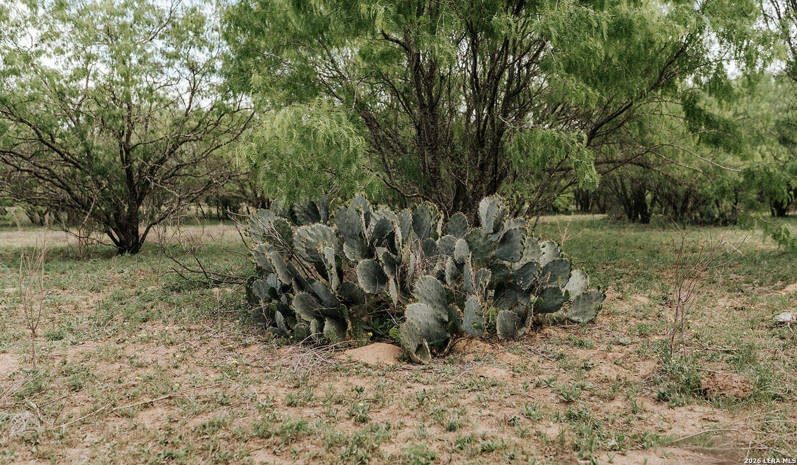 145.7 acres in Guadalupe County - photo 22
