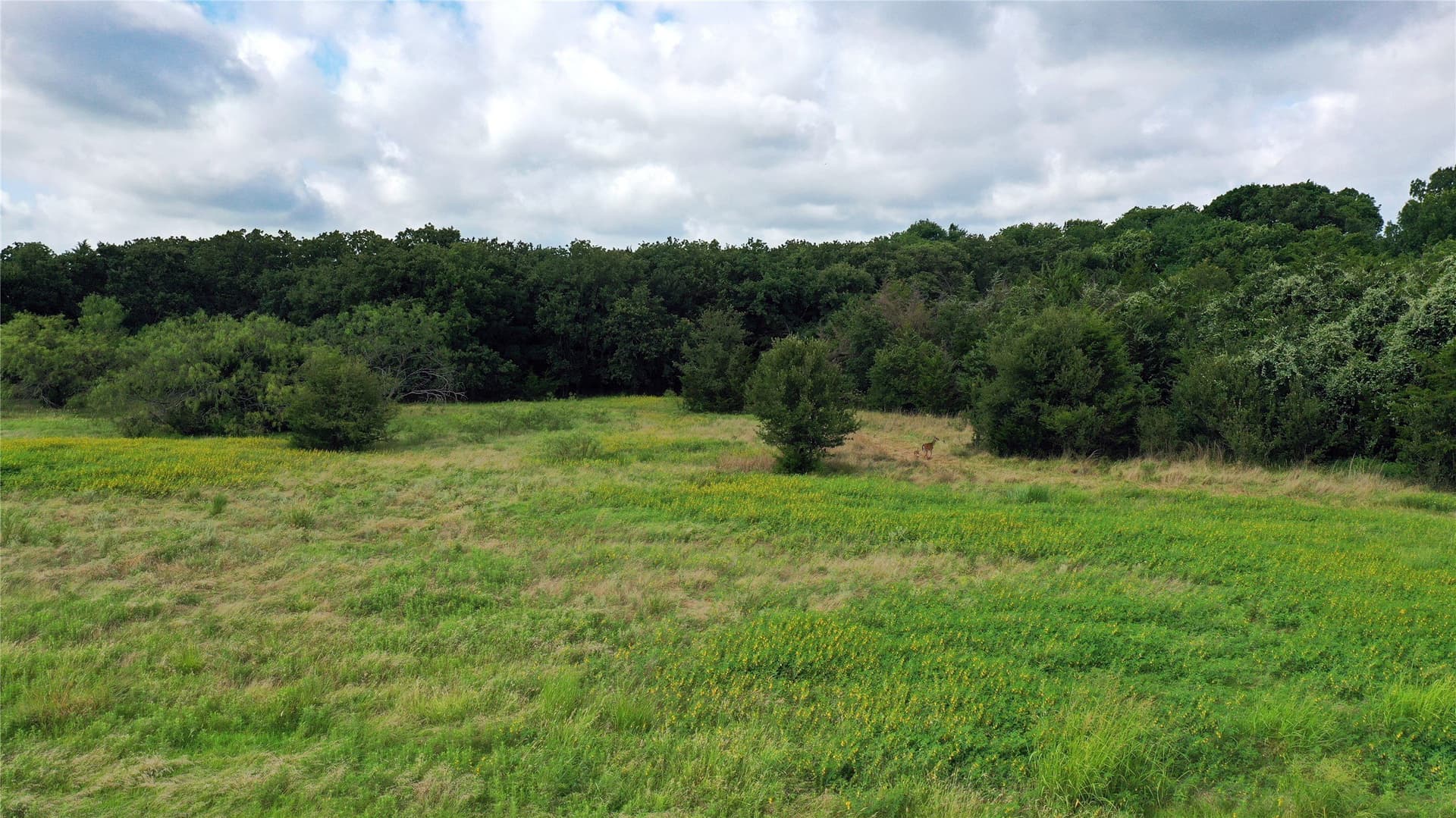 56 acres in Navarro County - photo 7