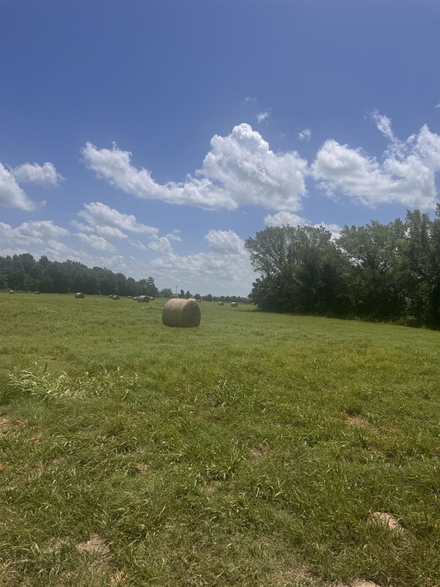 2.5 acres in Camp County gallery image 3