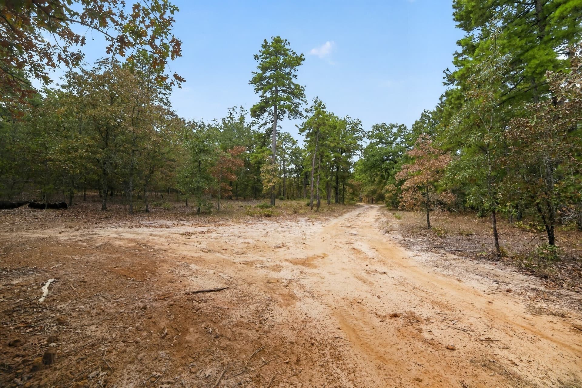 36.84 acres in Wood County - photo 27