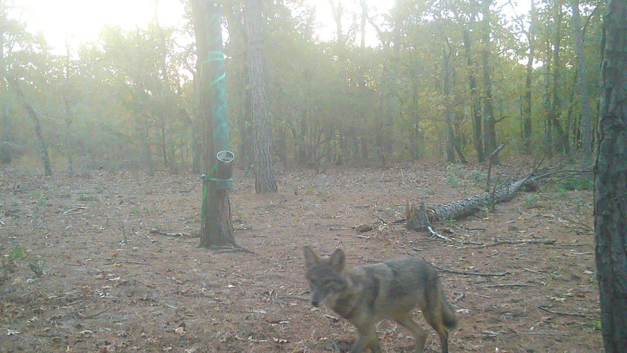 36.84 acres in Wood County - photo 4