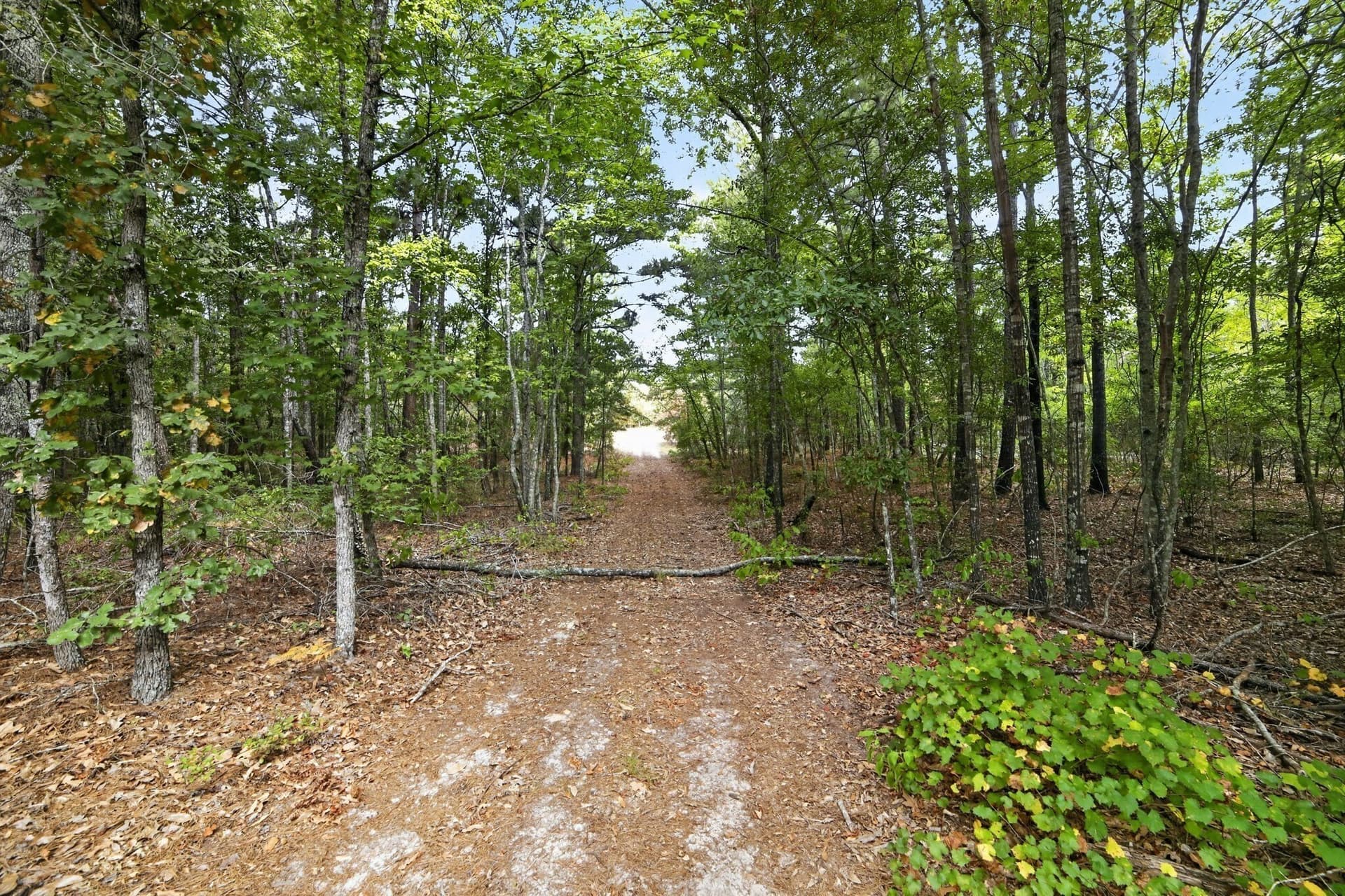 36.84 acres in Wood County - photo 15