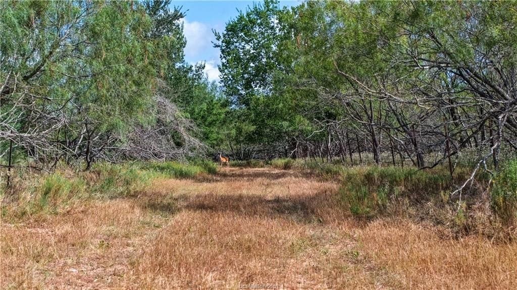 22.14 acres in Brazos County - photo 3