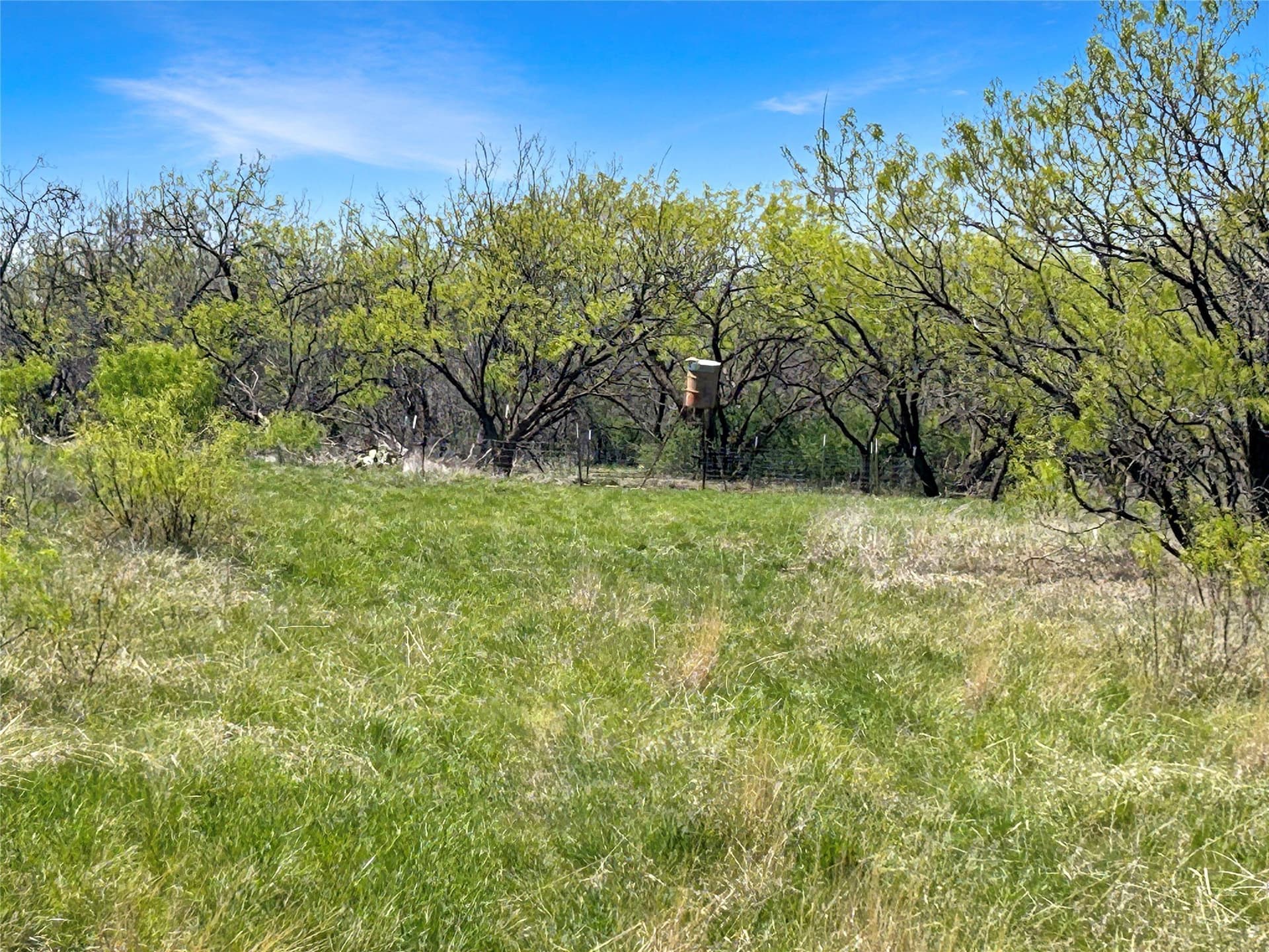 256.34 acres in Eastland County - photo 4