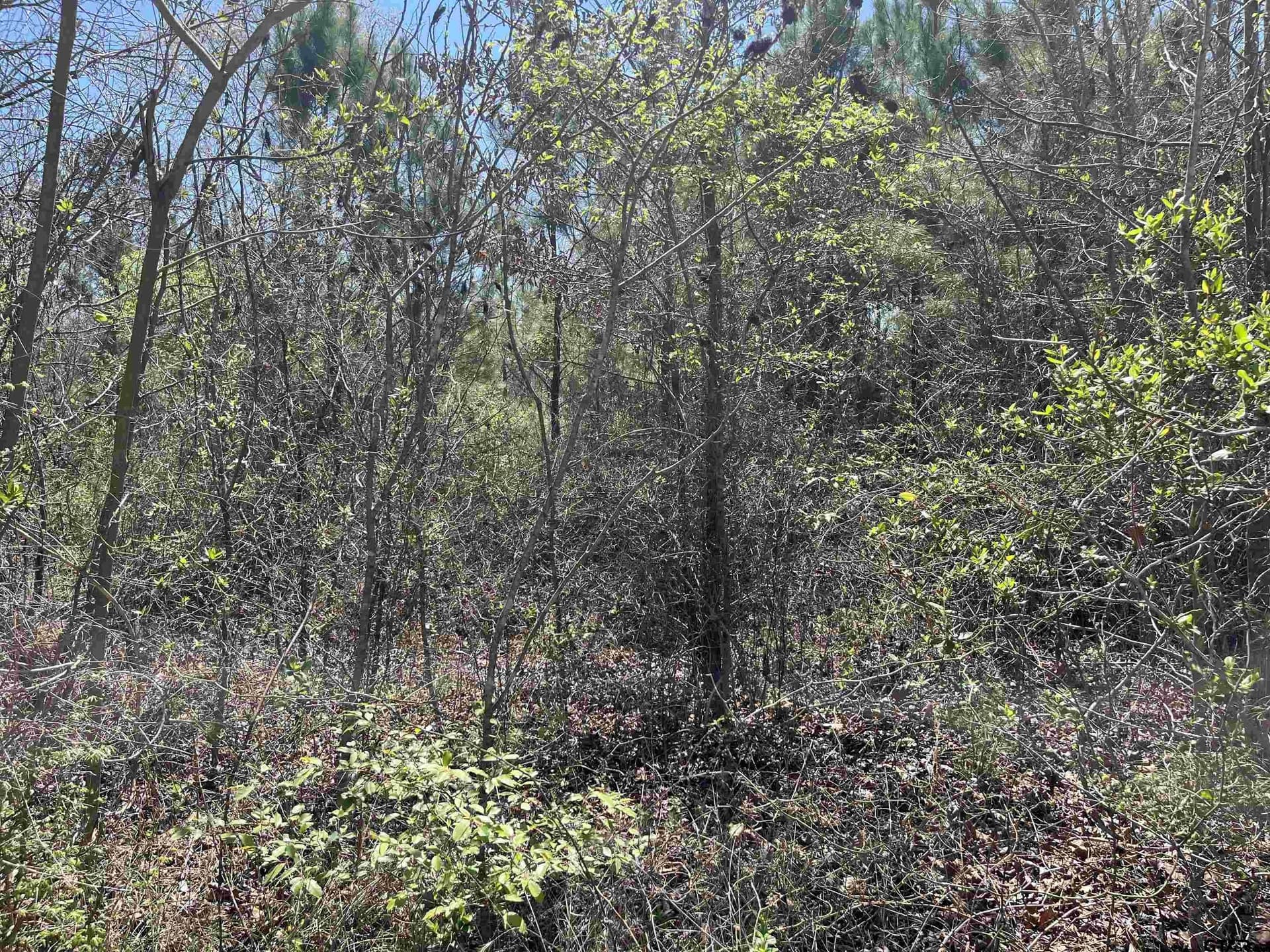 19.8 acres in Harrison County gallery image 2