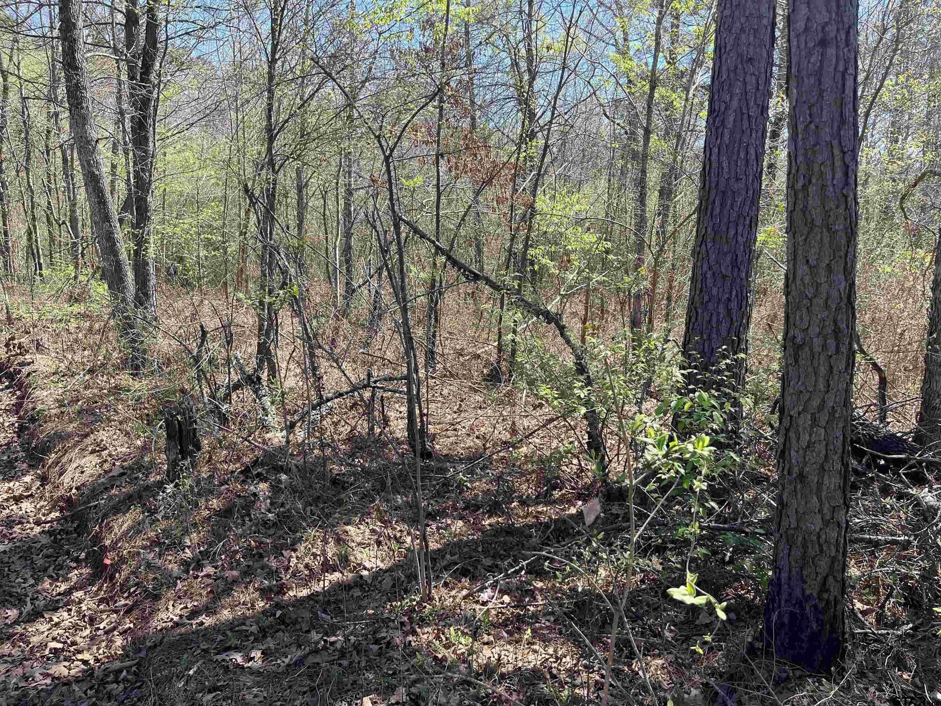 19.8 acres in Harrison County gallery image 4