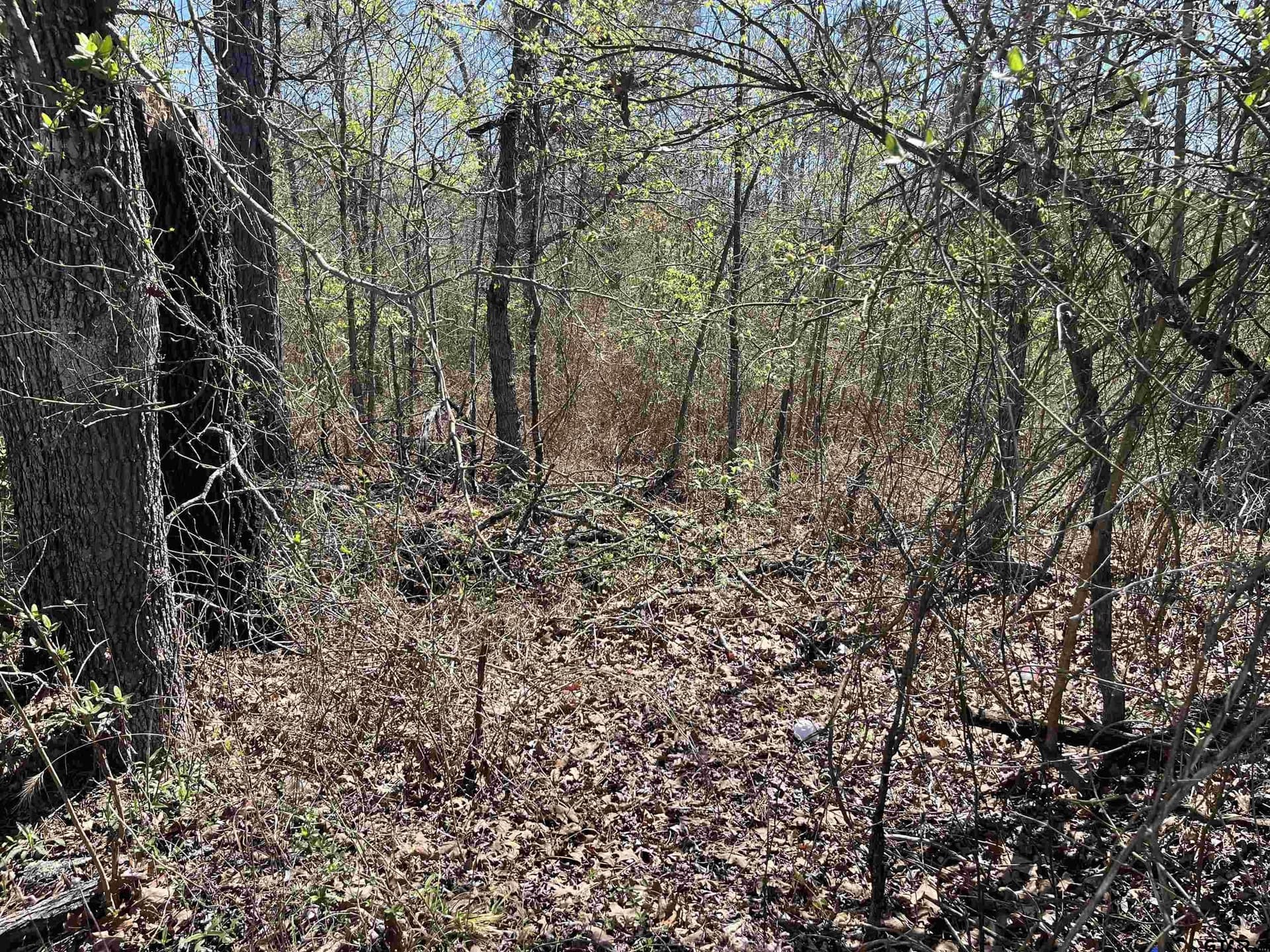 19.8 acres in Harrison County gallery image 3