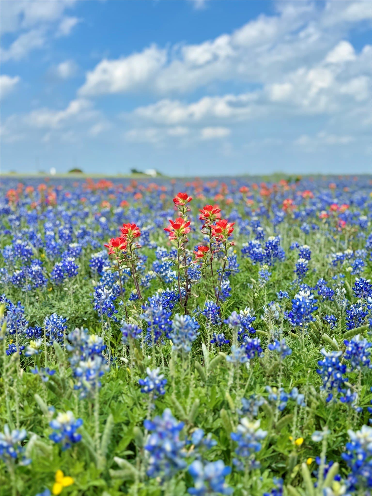 44 acres in Ellis County gallery image 4