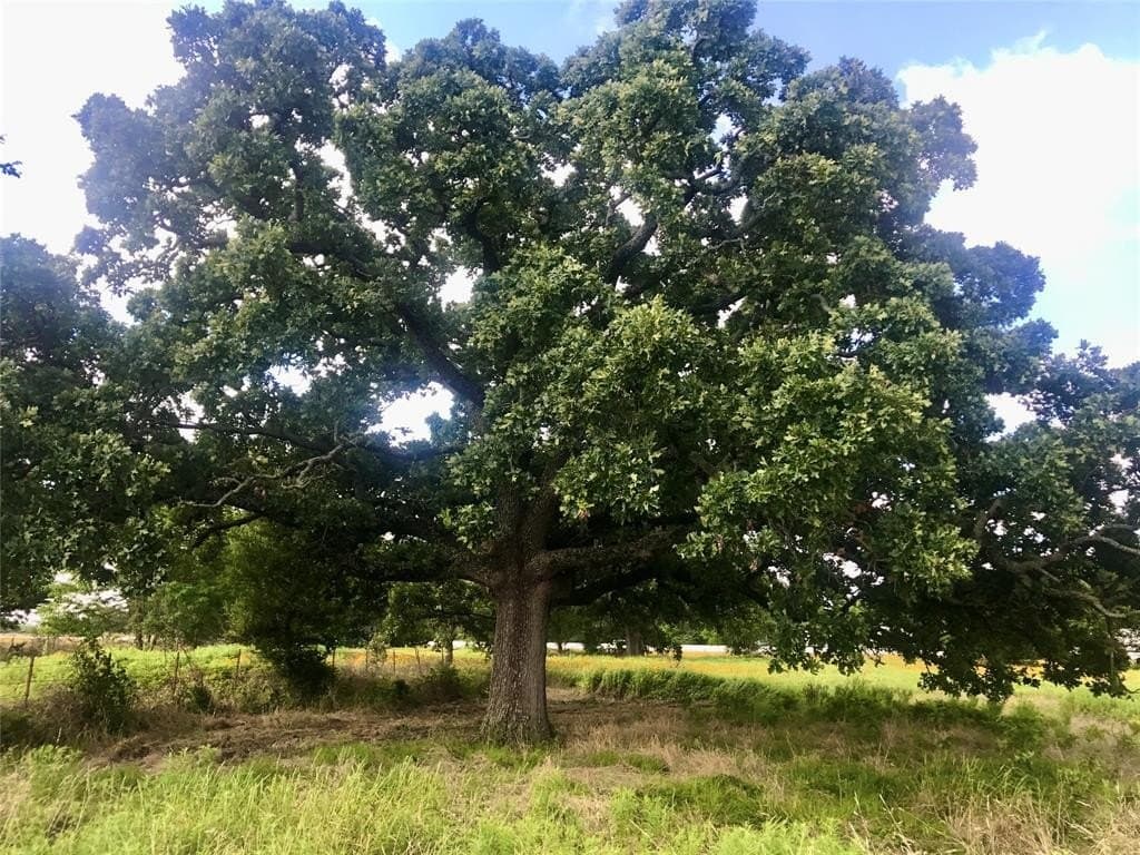 22.5 acres in Van Zandt County gallery image 2