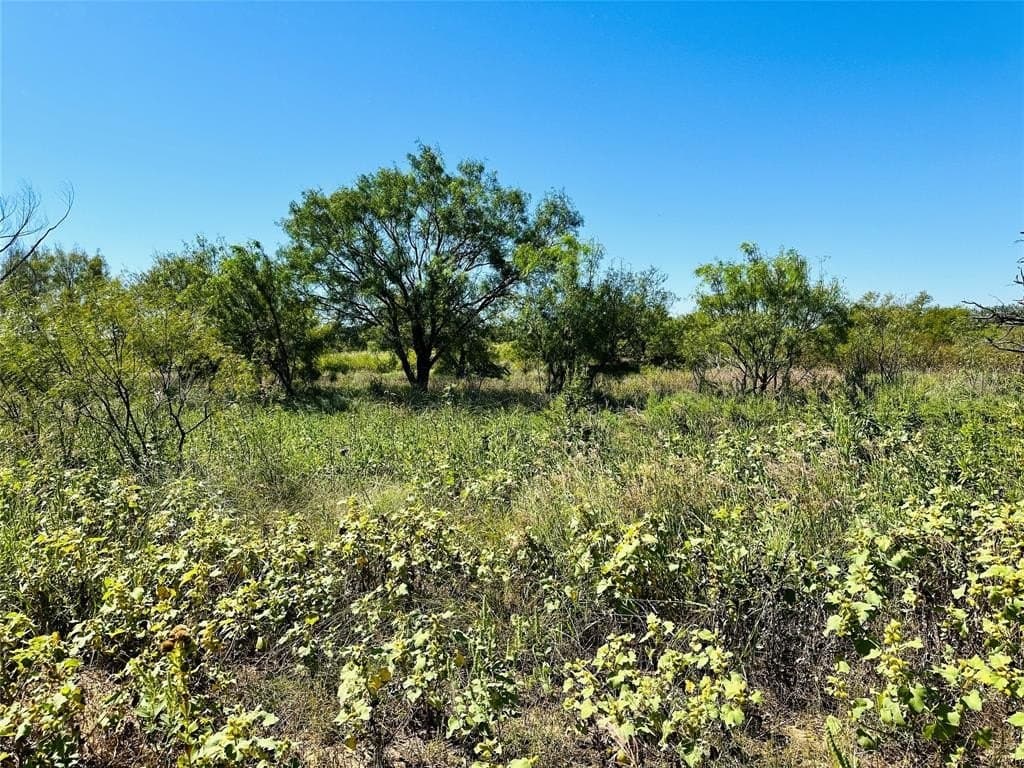 20 acres in Callahan County gallery image 4