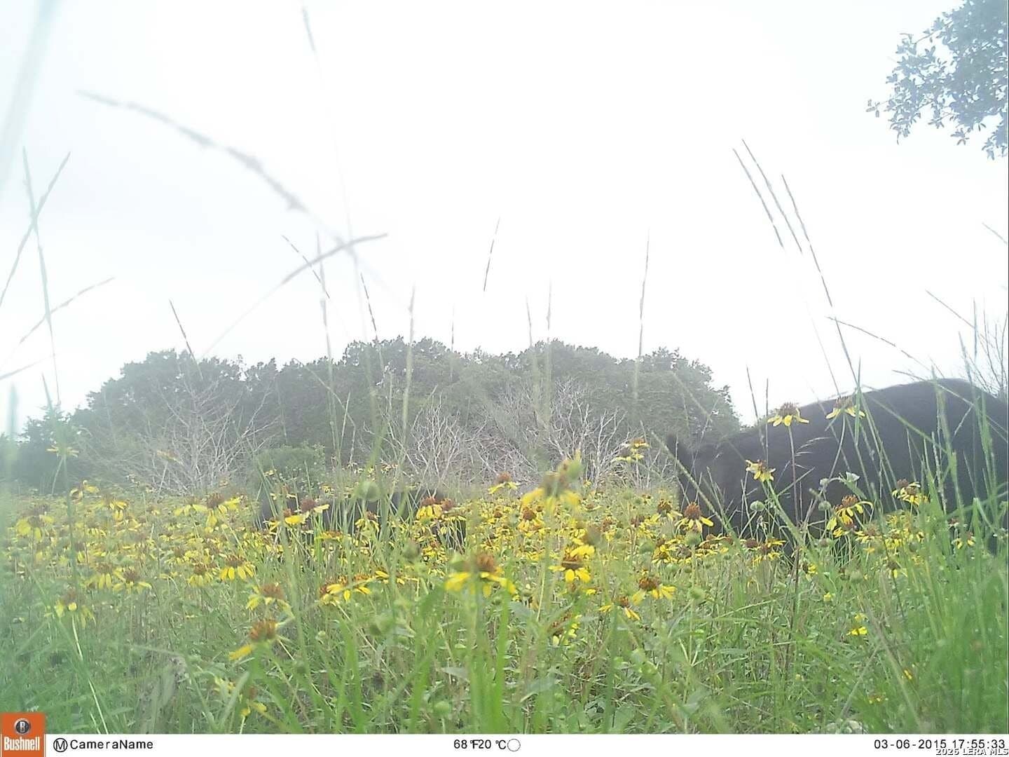 100,000 acres in Kinney County - photo 9