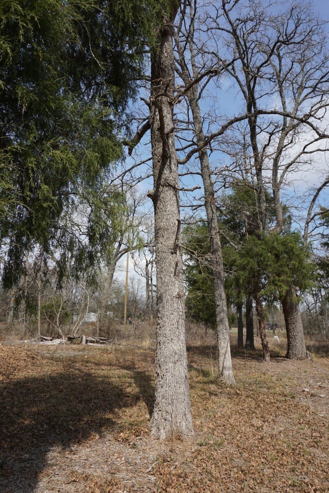 0.3 acres in Henderson County - photo 18