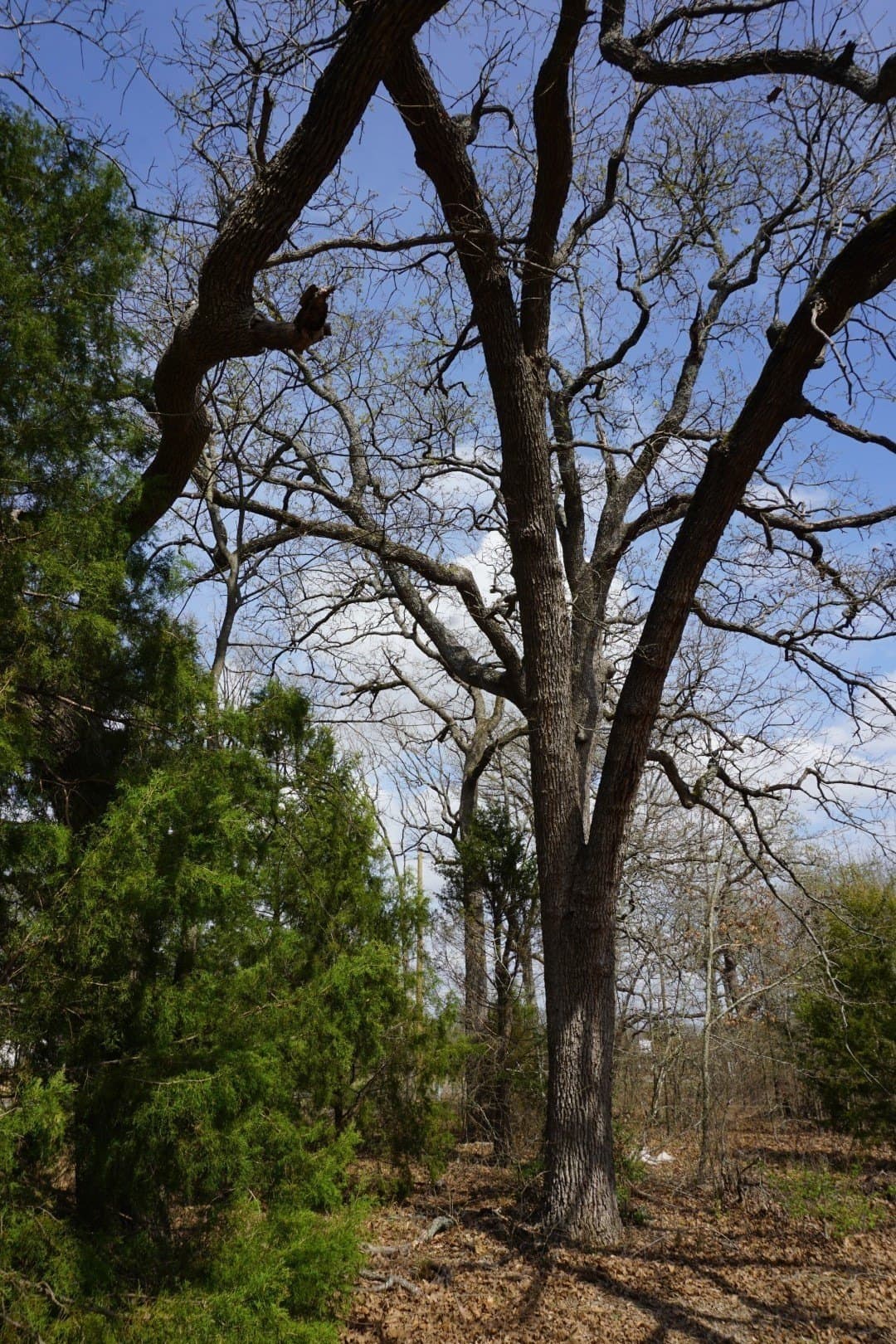0.3 acres in Henderson County - photo 21