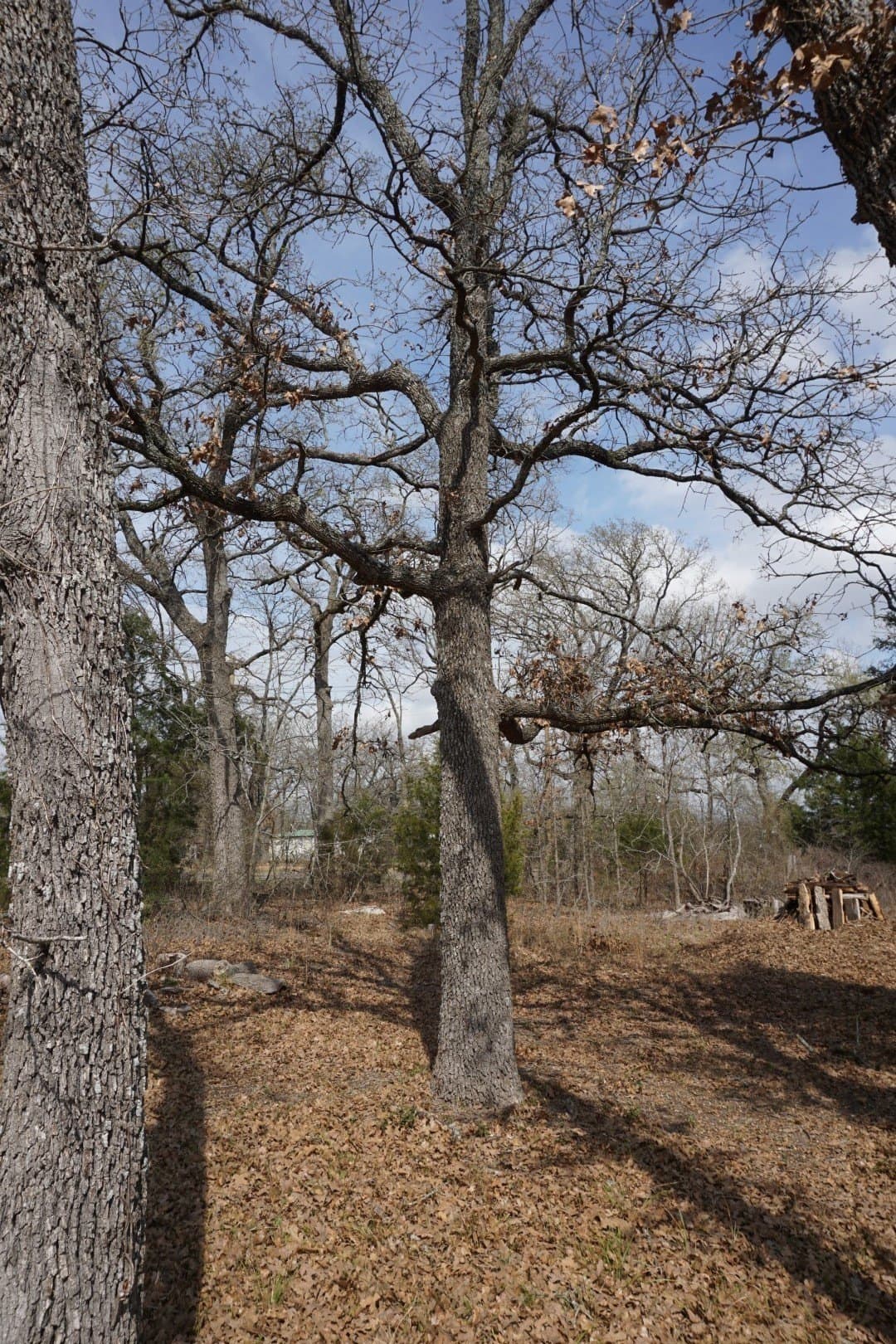 0.3 acres in Henderson County - photo 19