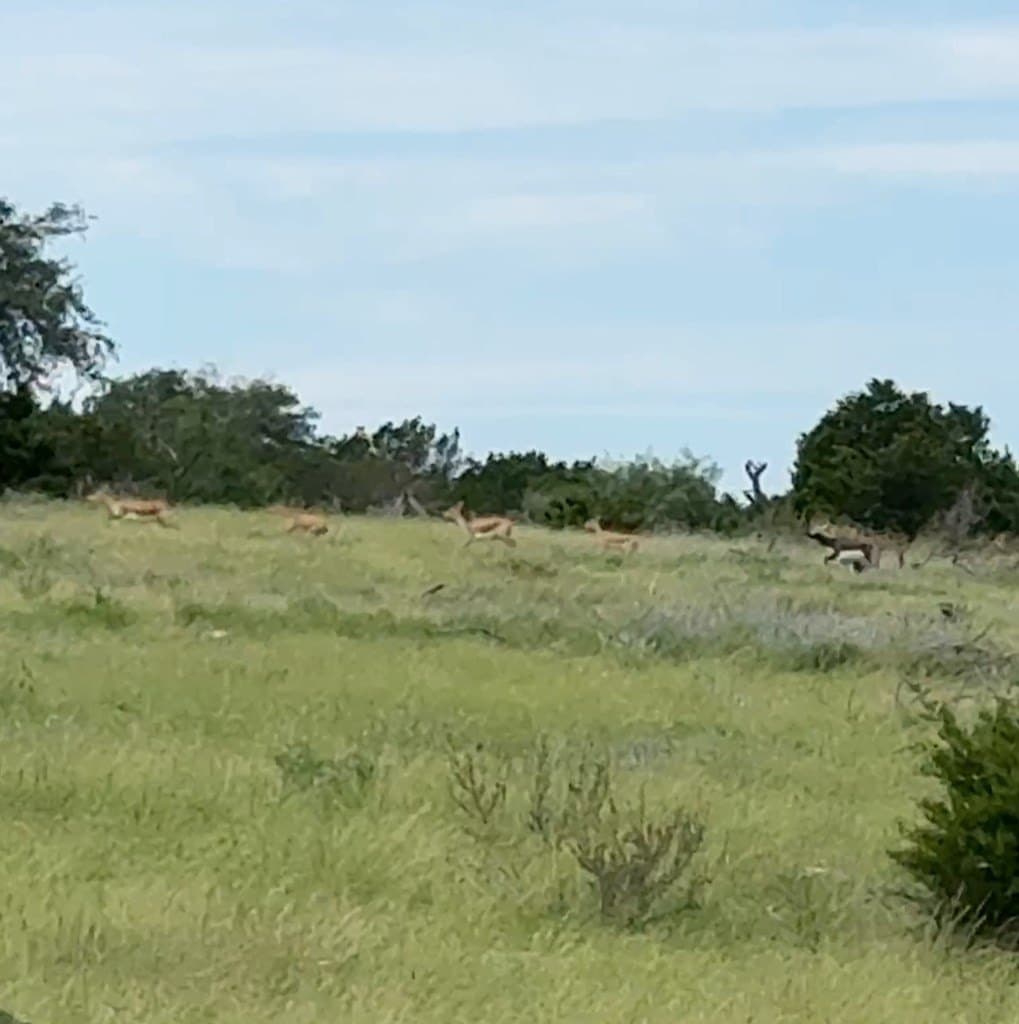 200 acres in Sutton County - photo 19