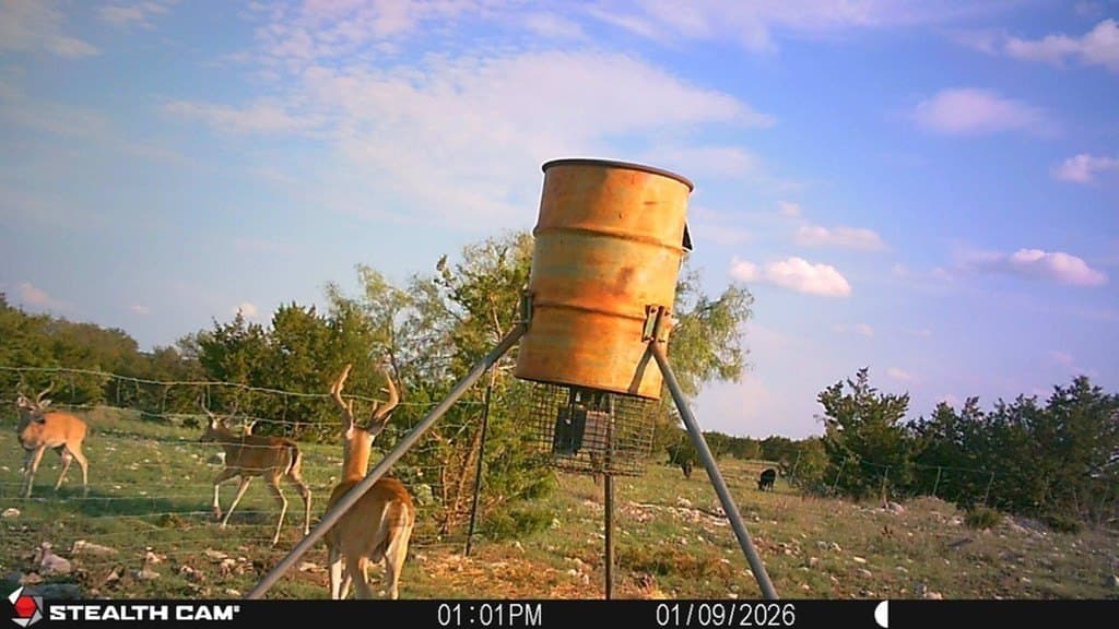 200 acres in Sutton County gallery image 4