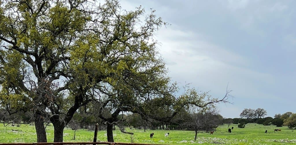 200 acres in Sutton County - photo 37