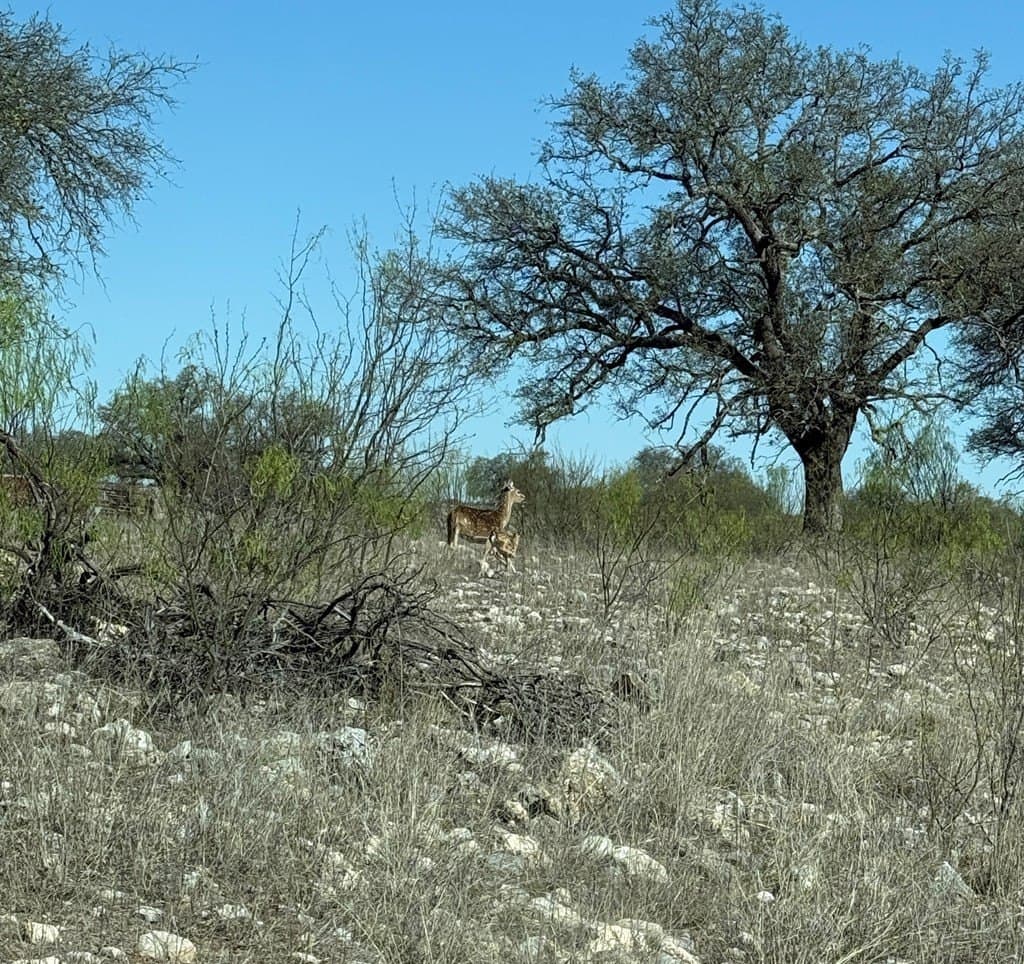 200 acres in Sutton County - photo 15
