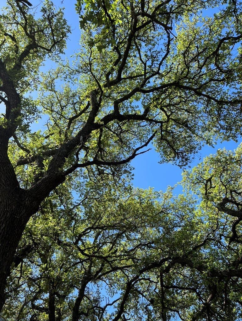 200 acres in Sutton County - photo 38
