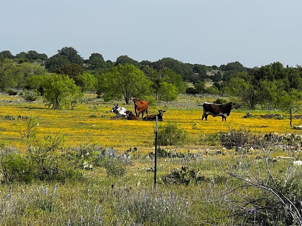 200 acres in Sutton County - photo 96