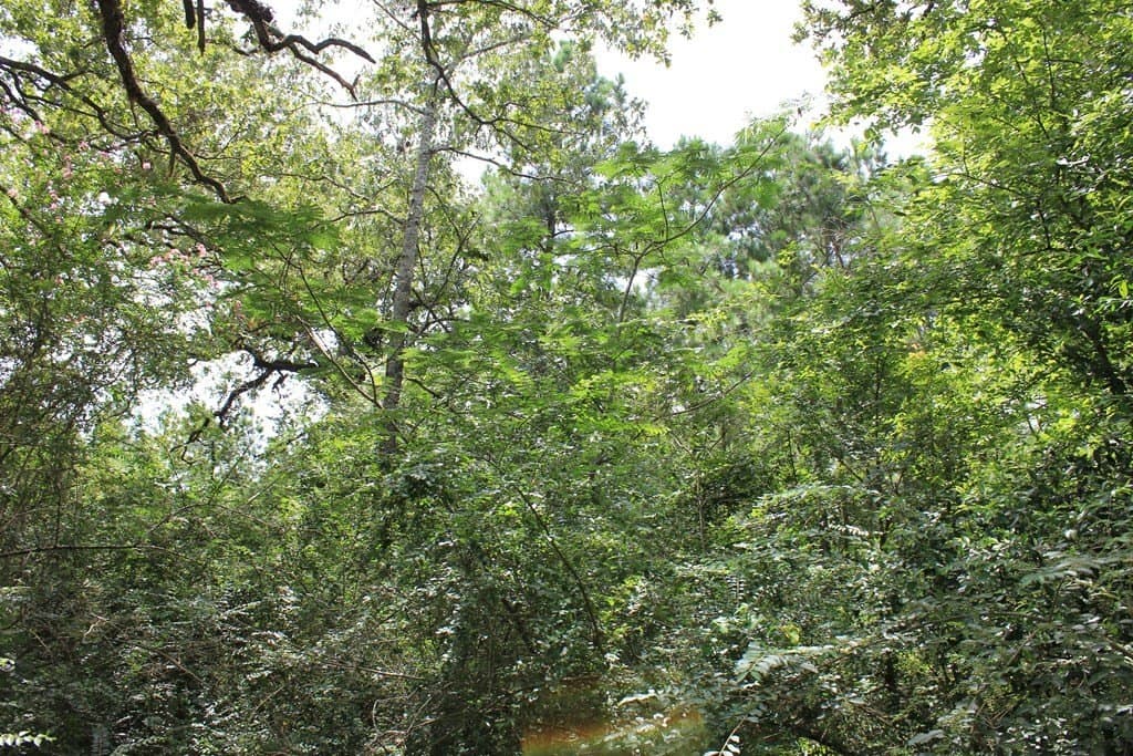 1 acres in Texas County gallery image 4